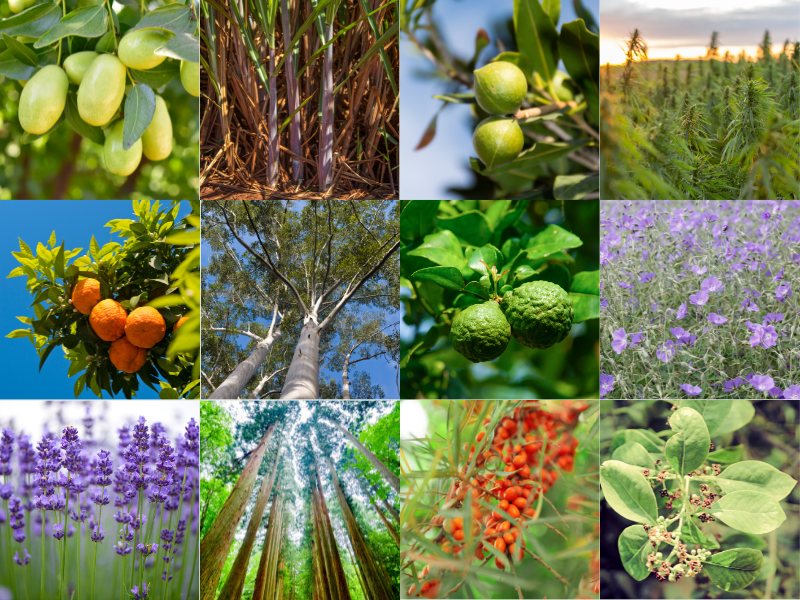 12種類の成分:ホホバ種子油, スクワラン, マカデミア種子油, CBD(カンナビジオール)*, ビターオレンジ葉/枝油, ベルガモット果実油, ユーカリ葉油, ニオイテンジクアオイ花油, ラベンダー油, アトラスシーダー樹皮油, フサヌススピカツス木油, ヒポファエラムノイデス果実油