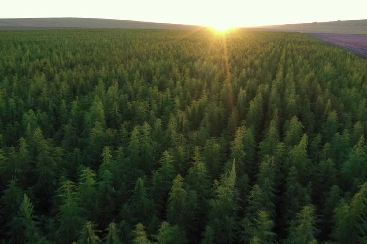 大麻草の草原の向こうから太陽が上
